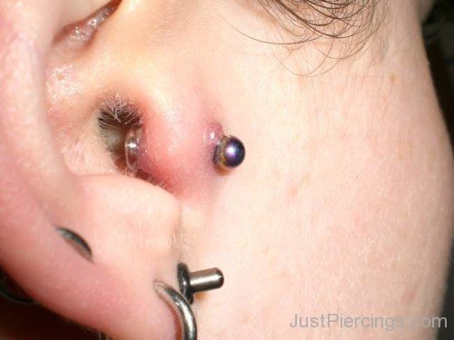 Large Lobe and Tragus Piercing