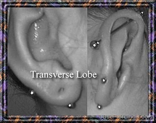 Transverse Lobe Piercing Pic